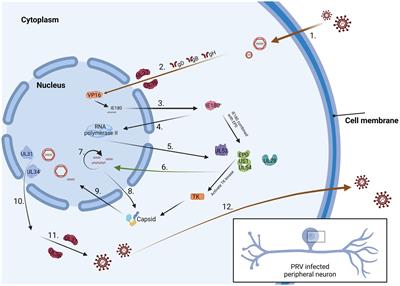 Advances in the immunoescape mechanisms exploited by alphaherpesviruses
